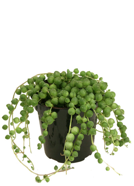 String of Pearls